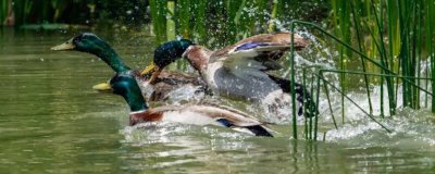 野鸭是几级保护动物,属于国家二级野生保护动物