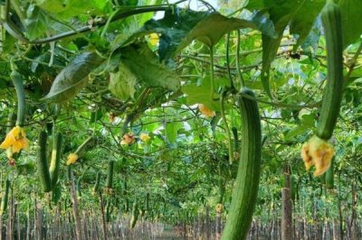 丝瓜的种植方法，生长前期应避免偏施氮肥