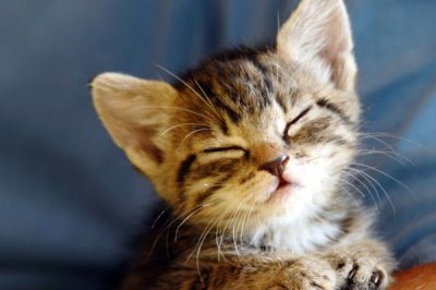 猫咪感冒了的症状,主要以频繁打喷嚏、流水样鼻涕等为主