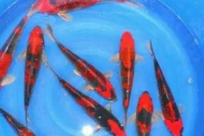 五色锦鲤的产地，原产于日本现已被引进国内