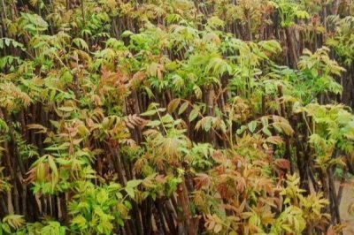 香椿适合在哪里种植,适合在平均气温8-10℃的地区种植