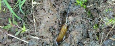 钓黄鳝用猪肝可以吗，是肉食性鱼类可以用猪肝做饵