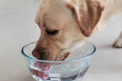 家里狗味太重如何去除，需定期清洗和消毒狗狗的用品