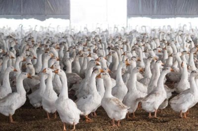 白鹅还是灰鹅比较好养,灰鹅比白鹅好养