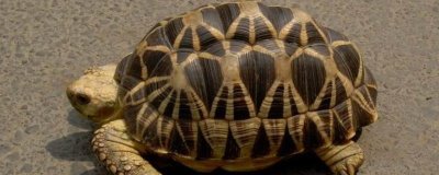 印度星斑陆龟好不好养,饲养难度较大