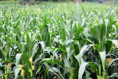 P6512玉米品种简介，中抗大斑病（5MR）