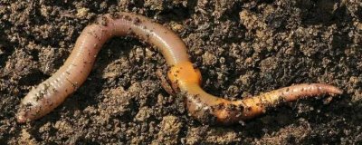 蚯蚓的养殖方法,适宜的养殖温度在15-20℃左右