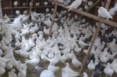 养殖鸽子怎么检查健康状况,健康的鸽子比较活泼且敏感