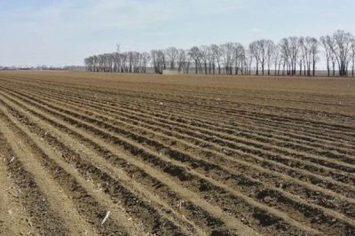 蒲公英的种植技术,选择肥沃疏松的土壤种植