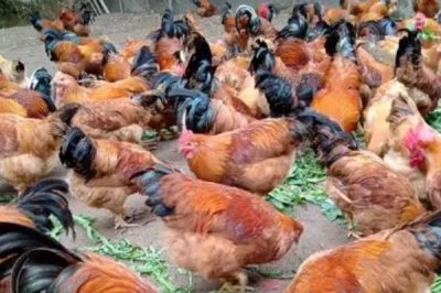 高温对肉鸡有什么影响,会导致进食量和生产性能降低