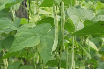 芸豆是豆角吗,芸豆不是豆角