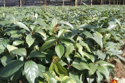 八角树的种植技术,最佳施肥时间为每年的2月和6月