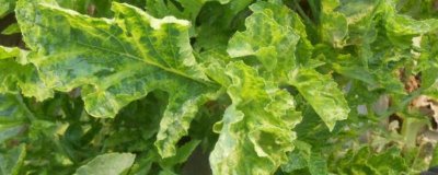 萝卜病毒病,由芜菁花叶病毒、黄瓜花叶病毒、萝卜耳突花叶病毒引起