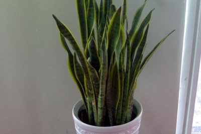 虎尾兰的种植技术，可分株繁殖也可扦插繁殖