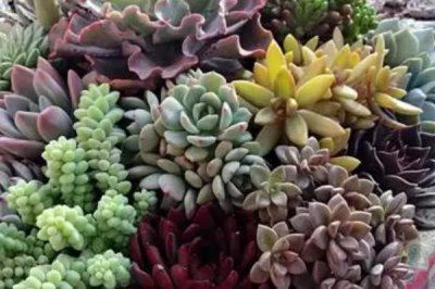 爆芽素对多肉有没有危害,注意用量基本不会产生危害