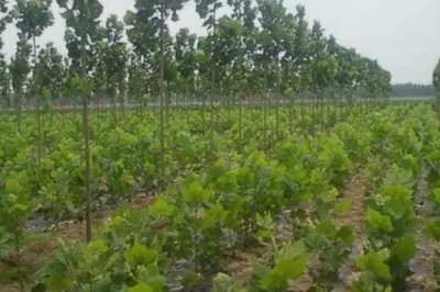 梧桐树种子怎么采收,9月至10月采收为佳