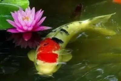 日本锦鲤简介,别称红鲤鱼、花脊鱼等