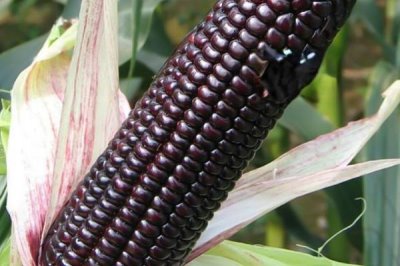 黑玉米种子售价以及如何种植，一斤需要40-60元左右