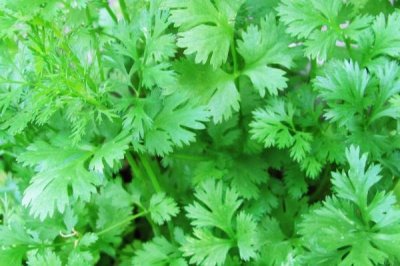 四季可种的蔬菜有哪些,有辣椒、土豆、生菜等