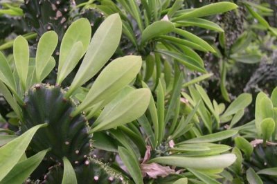 麒麟掌叶子发黄是什么原因,温度光照水分和施肥都影响