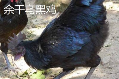 乌鸡的产地,原产自江西省的泰和县武山