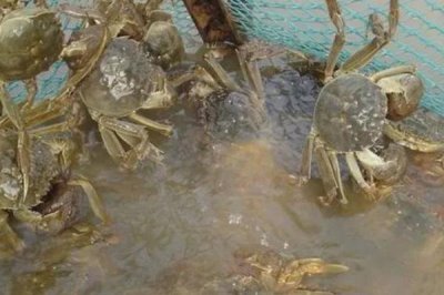 螃蟹用什么水养,淡水蟹用淡水养殖