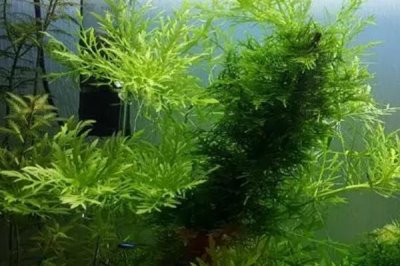 水罗兰水草好不好养,适合新手养殖