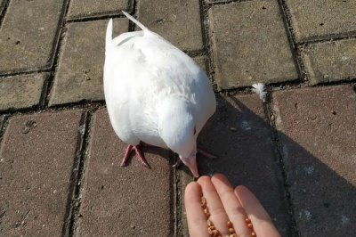 鸽子吃花生的好处,可促进生长发育