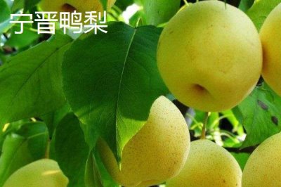 鸭梨的产地,黄淮海平原沙地广泛种植