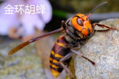 毒蜂的种类，常见以下10种