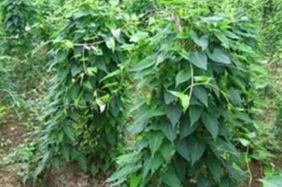 赤首乌的栽培方法,栽后须及时搭棚遮荫