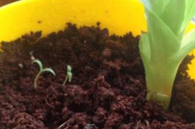 鸿运当头无根能不能活，没有根也是可以存活的