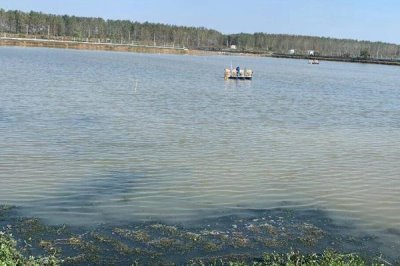 虾塘水质发黑怎么办,需先找准原因