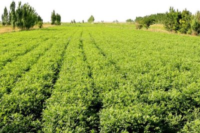 甘草的种植技术，种子需要泡种处理