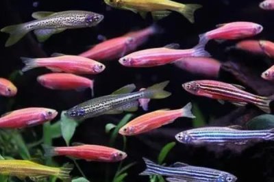 喷点斑马鱼好不好养，饲养难度较小