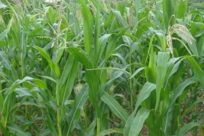 好日子838玉米种子简介，夏播生育期105天