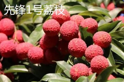 灵山荔枝品种,三月红的成熟时间最早