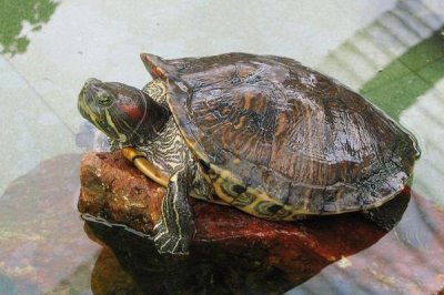 巴西龟的产蛋数量，一次可产下6-11枚左右