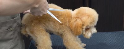 剪毛对狗狗有哪些危害,会引发各种皮肤疾病和自卑心理