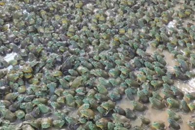 牛蛙的养殖技术,选择水源充足、水质良好的地方建造池塘