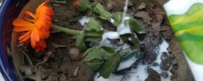 牛奶发酵后适用于哪些植物,适合浇喜酸的植物