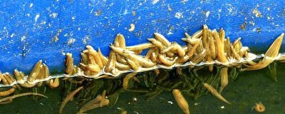 水蛭的养殖前景，当前需求较多前景广阔