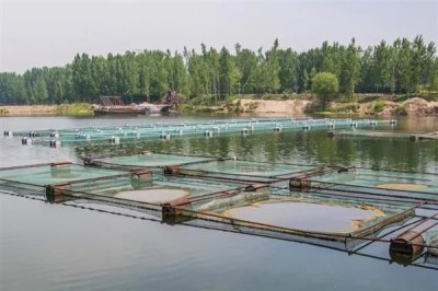 夏季养鱼鱼病的防治措施，需定期冲水换水