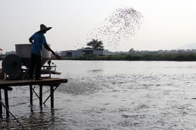 鲫鱼怎么养殖才能长得快，鱼苗长到15厘米以后需补充蛋白质