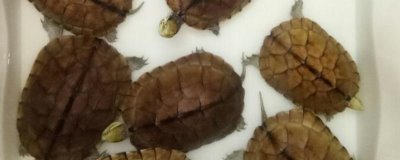 刚出生的石金钱龟怎么养，将水温保持在24-30℃之间