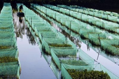 养殖黄鳝的误区，容易出现种苗选购不当、饲料选取不当等问题