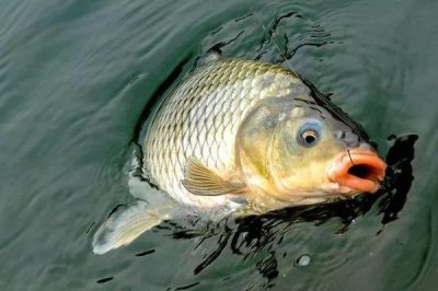 春天钓鲤鱼需要钓多深,根据水温决定