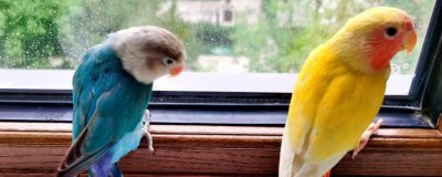 黄桃鹦鹉的智商,比较聪明喜欢与人互动