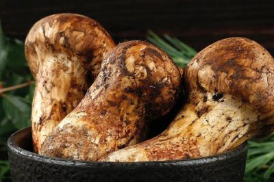 农村珍稀食用菌品种，这5种发展前景一片大好