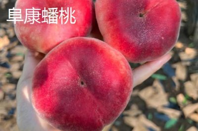 蟠桃和油蟠桃的区别,油蟠桃果皮光滑容易清洗